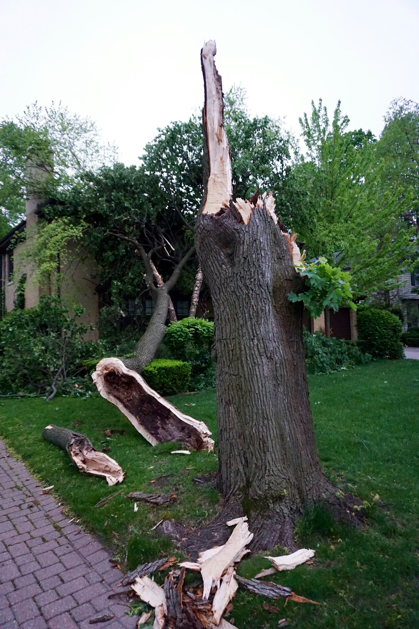 Tree damage after a storm